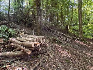 Woodland (2)_ECW- click for photo gallery